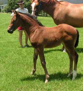 Larundel Warmbloods